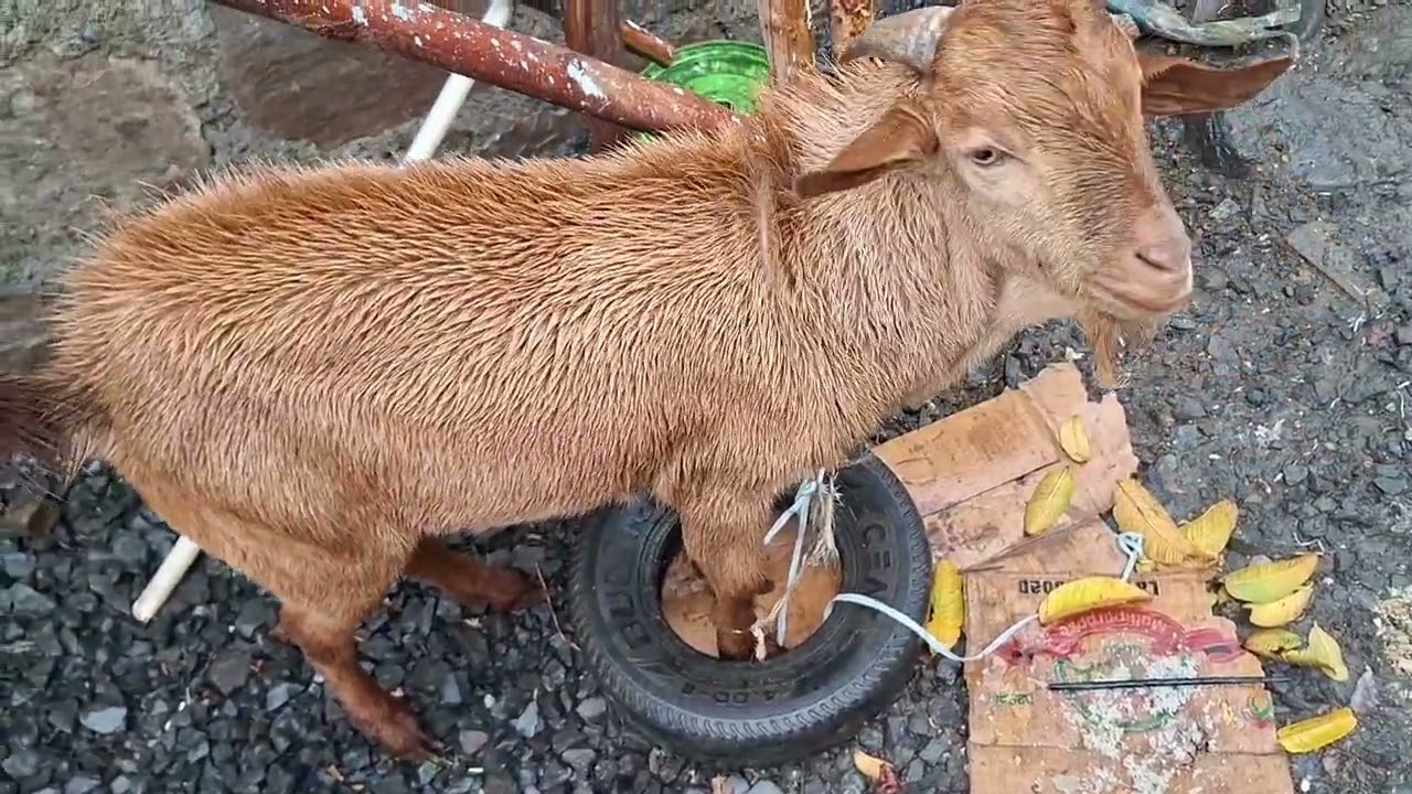 የኢድ የመጨርሻ ትዛዝ የ4ሰው  ስጦታ  