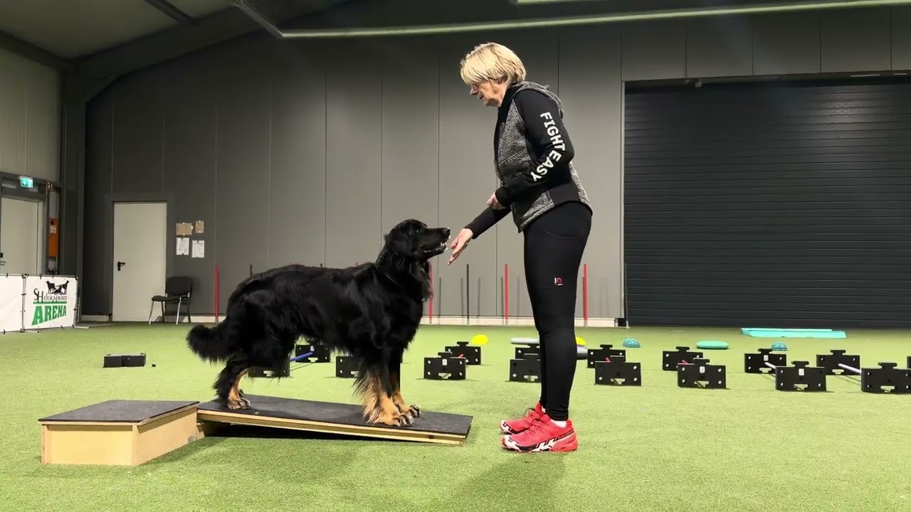Hundetraining