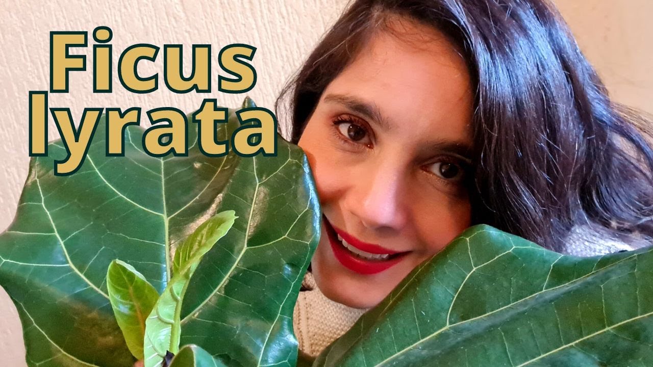 FICUS LYRATA: Aulão! Tudo sobre esta planta
