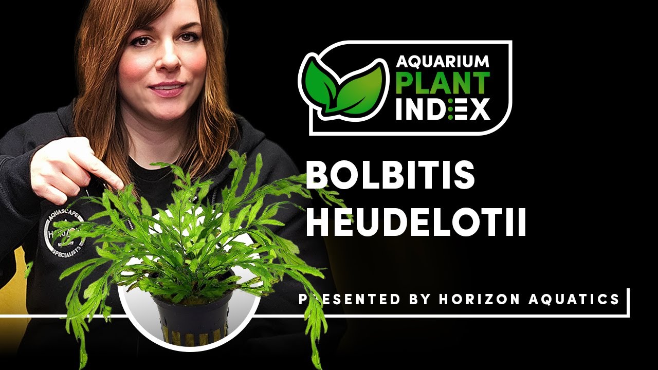 Bolbitis heudelotii Epiphyte Plant Care & Tips for Freshwater Aquariums & Aquascaping