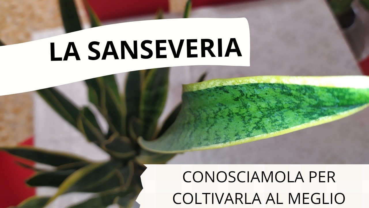 LA SANSEVERIA - conosciamola per coltivarla al meglio