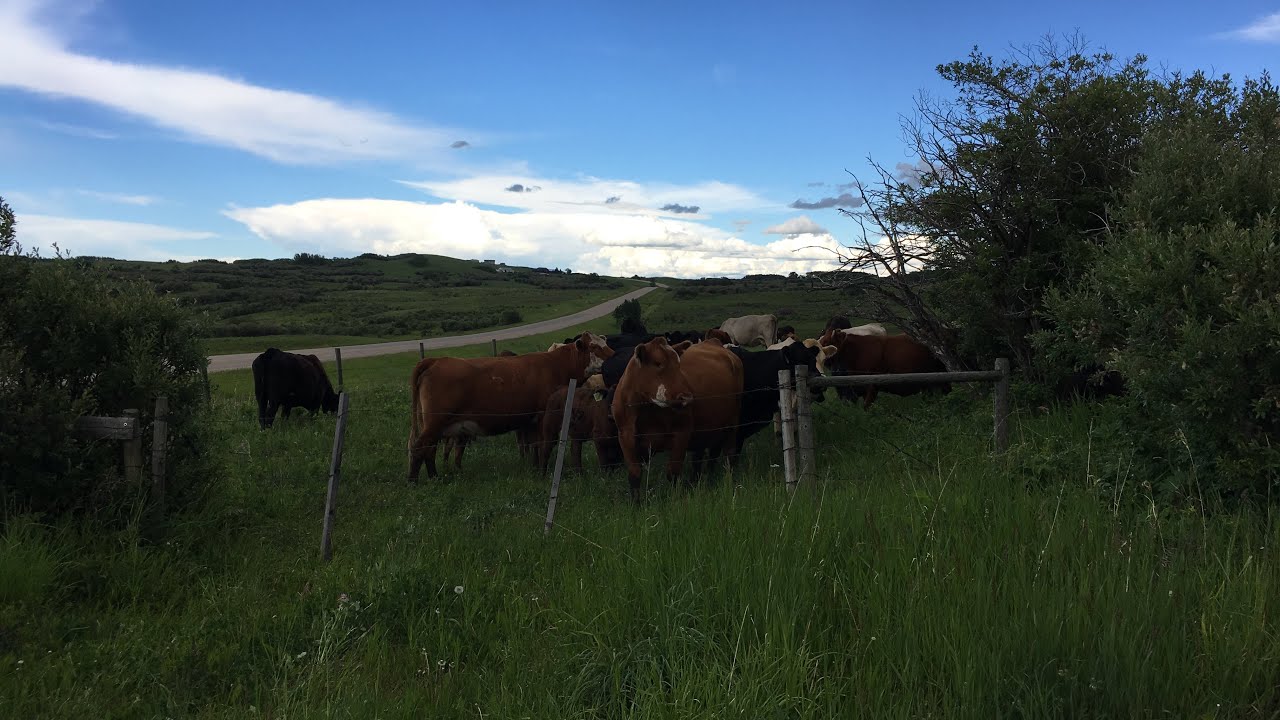 Grizzly bears again? Gathering cattle to come home. Day 1
