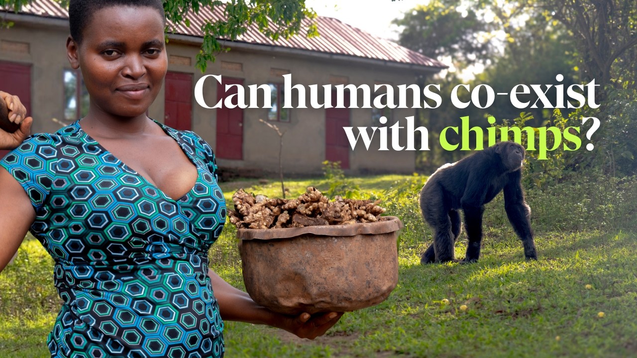 Can people co-exist with chimpanzees? Meet the farmers in Uganda doing just that