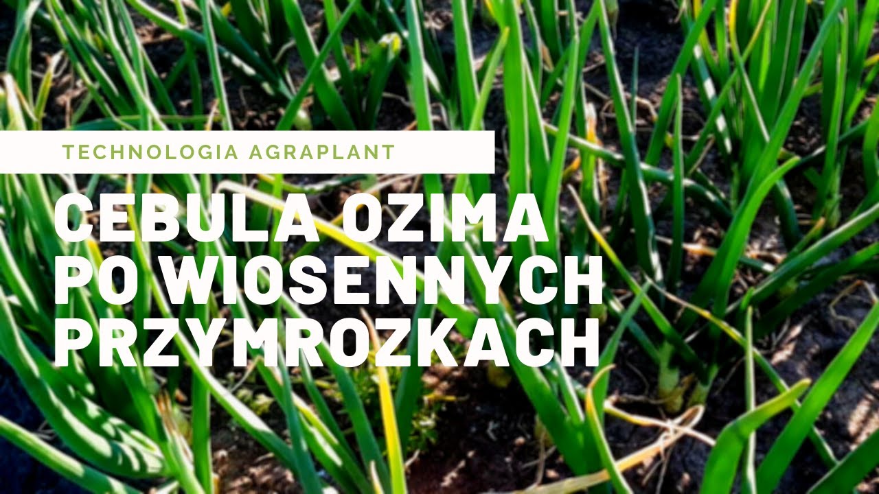 Cebula ozima po przymrozkach. Uprawa w technologii Agraplant