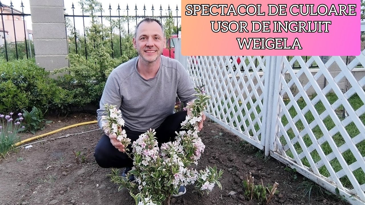 Weigela - Ingrijire si inmultire