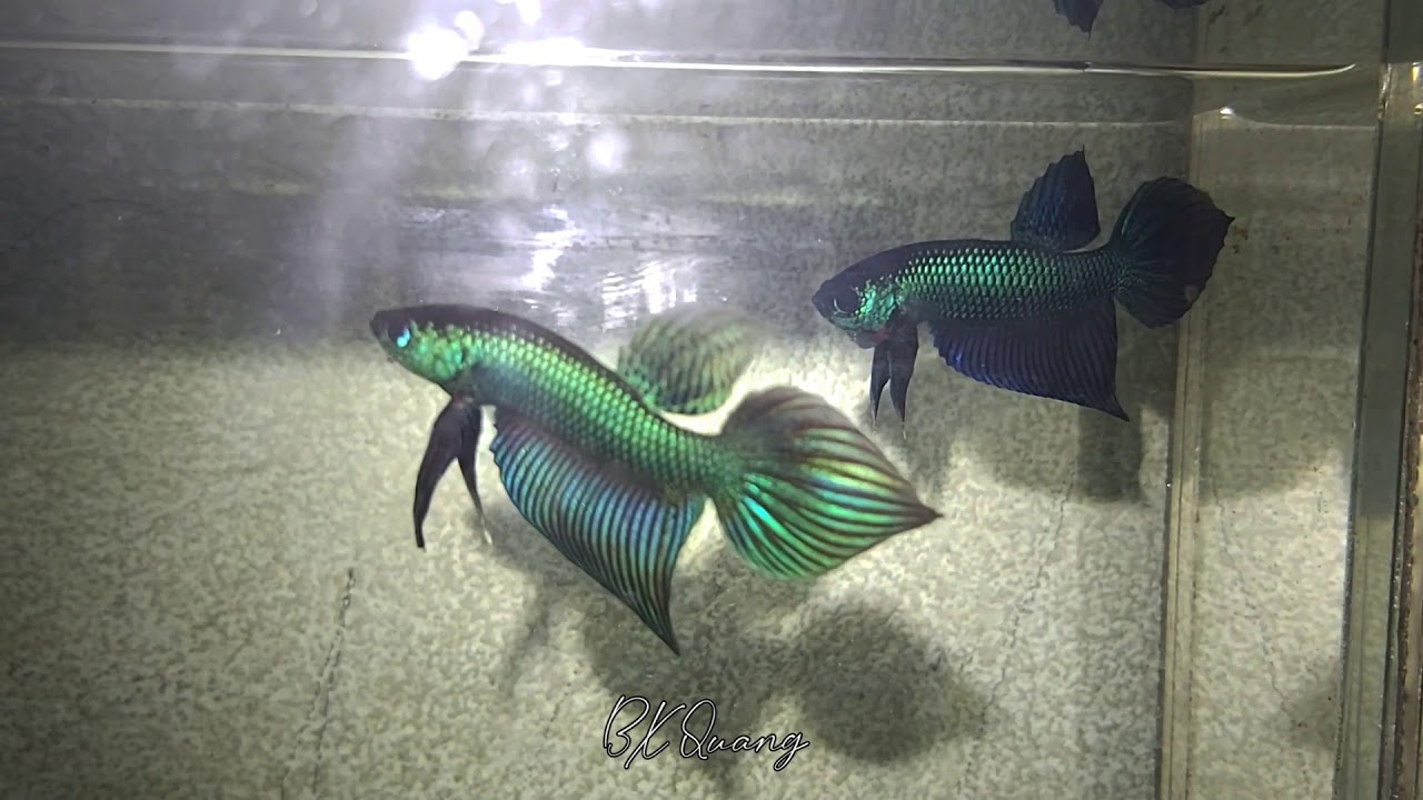Smaragdina buriram #wildbettavietnam #wildbetta #betta #wildhybrid #bettahoangda  #smaragdinaburiram
