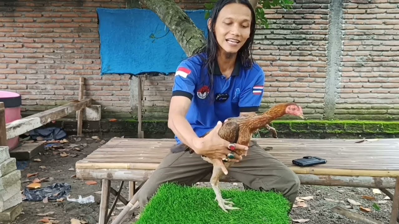 CIRI CIRI FISIK BABON INDUKAN SUPER#ayam