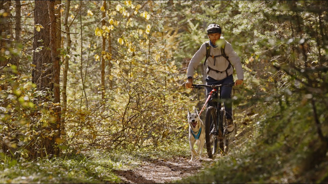 INLANDSIS | Stay Calm, Ride Fast – Start Your Bikejoring Adventure!