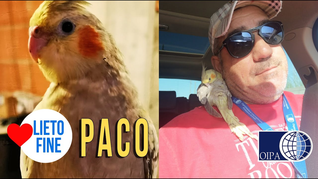 PACO ABBANDONATO CON LA CODA TAGLIATA, RECUPERATO DAI VOLONTARI DELL’OIPA DI RAGUSA
