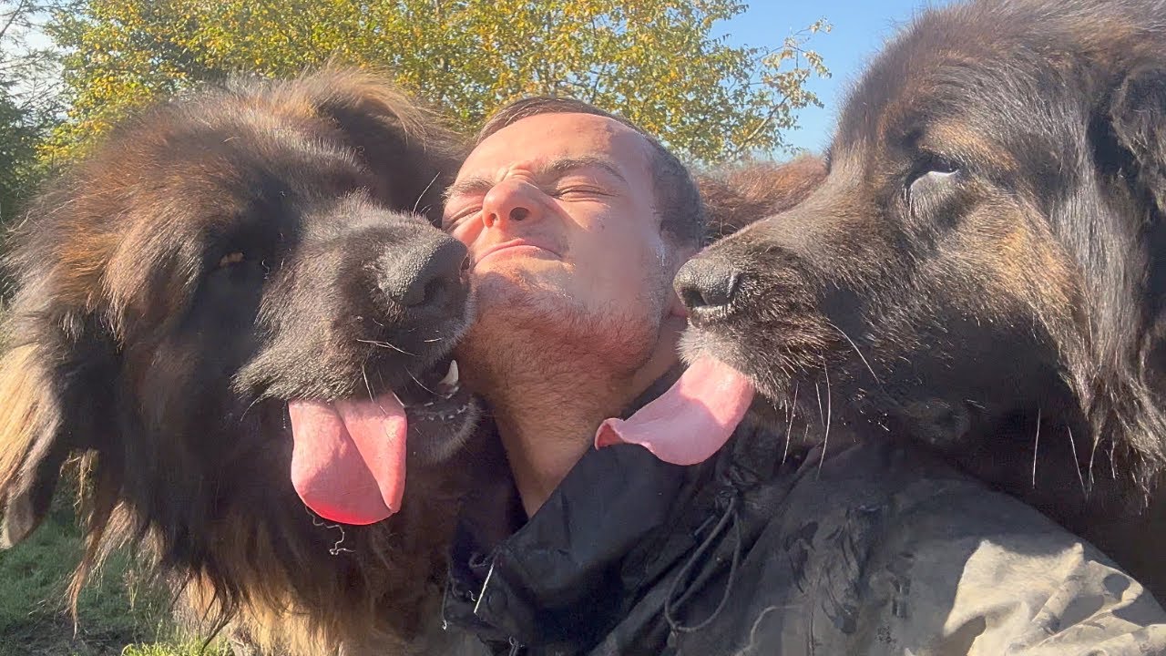 This Is What Happens When You Try to Cuddle a Leonberger Pack!
