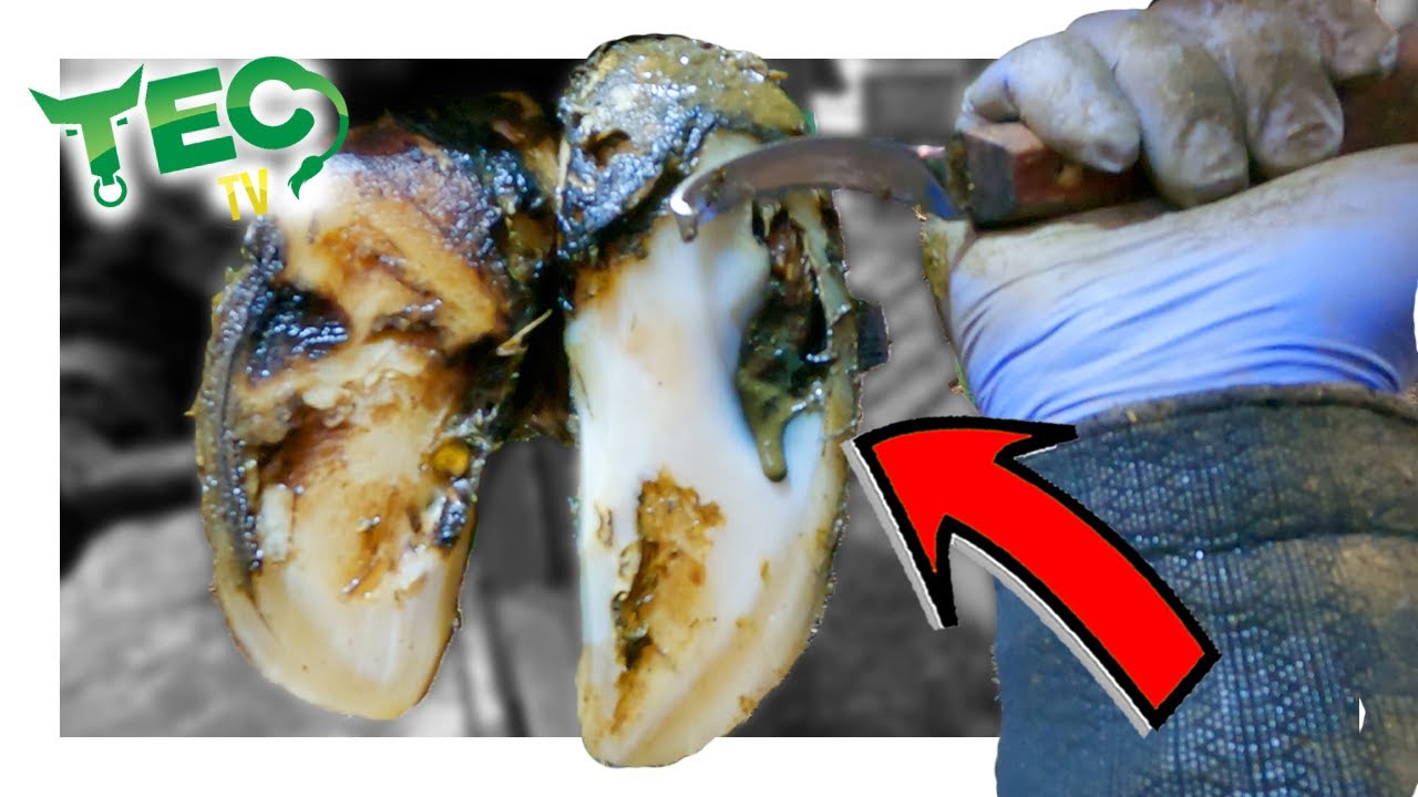 GUNK DRIPPING OUT FROM HOOF CAVITY | TEC TV