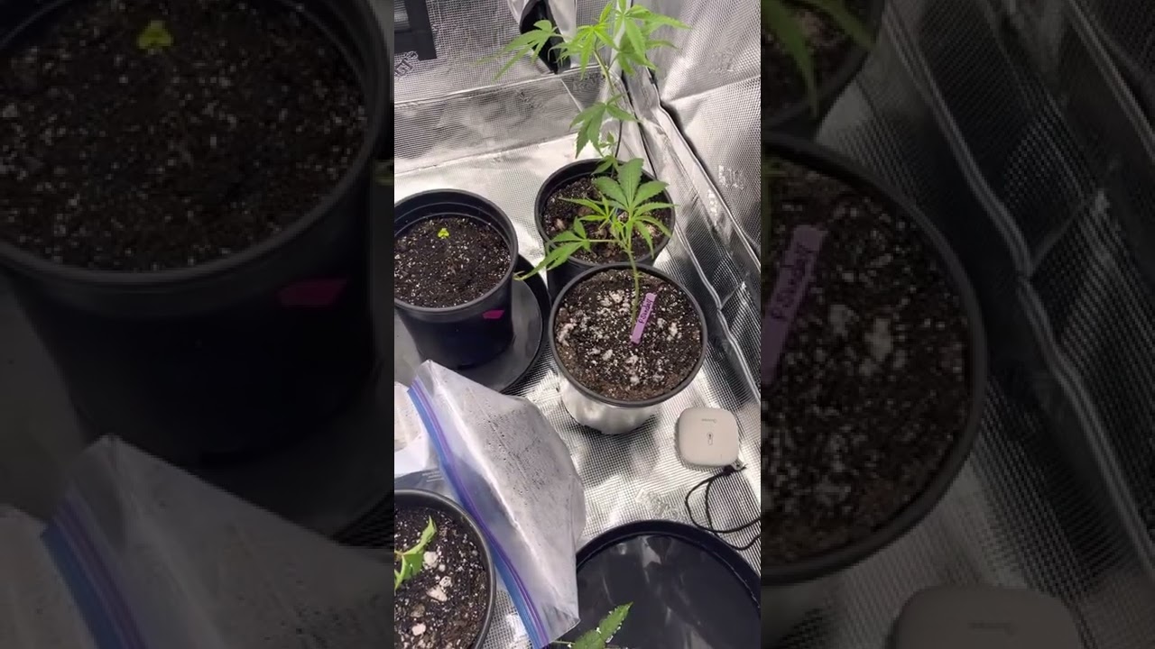 3x3 grow tent 650R  HLG LED