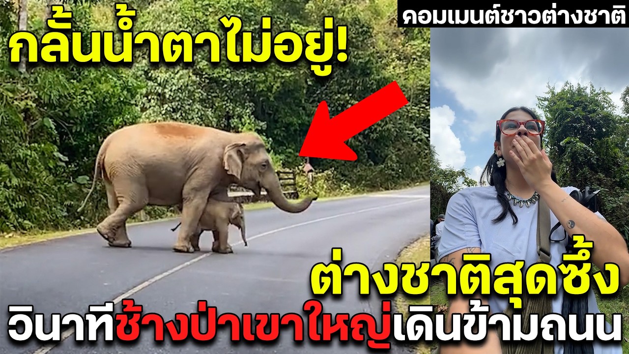 กลั้นน้ำตาไม่อยู่! ต่างชาติสุดซึ้ง วินาทีช้างป่าเขาใหญ่เดินข้ามถนน คอมเมนต์ชาวต่างชาติ