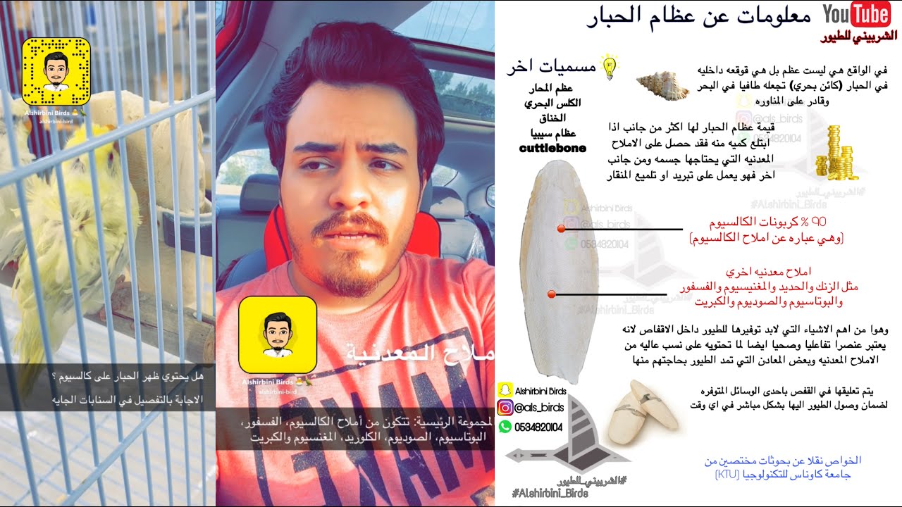 هل يحتوي ظهر الحبار على الكالسيوم ؟ هل له فوائد او اضرار على الطيور