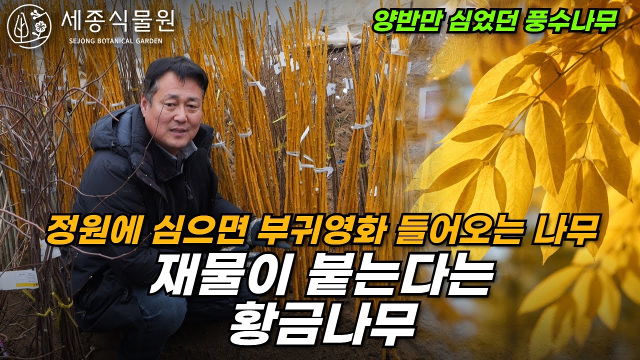 정승이 난다는 나무, 부귀영화를 누린다는 황금회화나무 #회화나무 #정원 #세종식물원