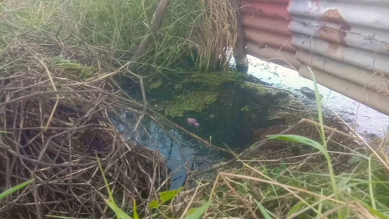 catching ar-aro