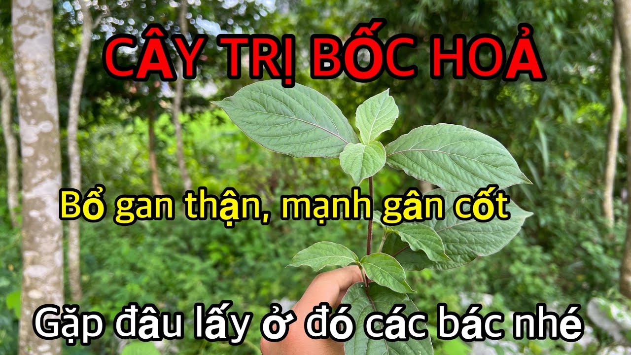 Bỏ qua cây này là 1 Sai Lầm. Xem xong hãy lấy về ngay các bác nhé