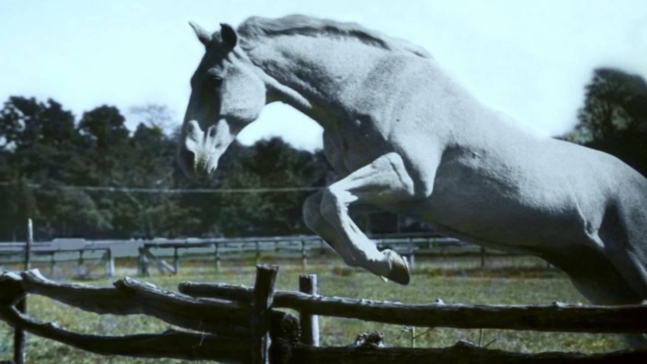 HARRY & SNOWMAN Clip - Snowman's First Jump