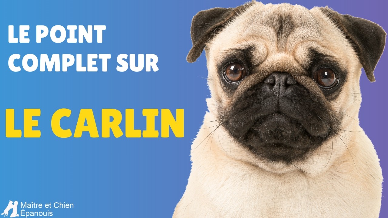 Tout savoir sur le Carlin : Caractère, Soins et Éducation