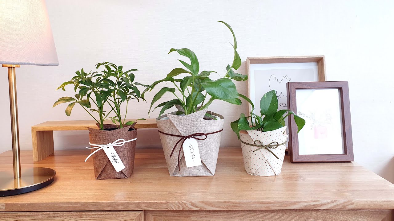 [ENG] 쉽게 따라할 수 있는 화분 포장법 / How to wrap a potted plant / 미니 화초 포장법 / 화초 선물포장 / 화분 포장법