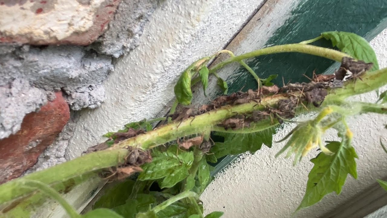 Stink bugs on tomato plants, how they are, how they feed and how I controlled them.
