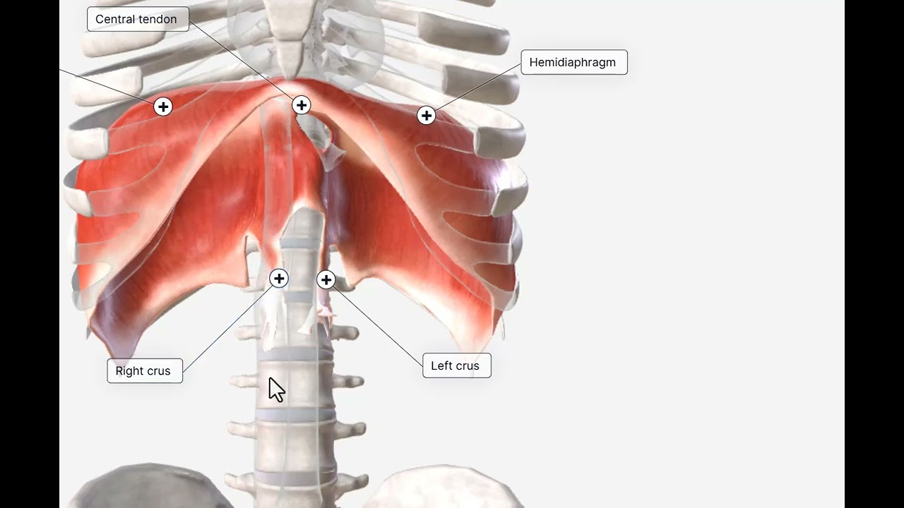 دیافراگم:رباط های قوسی(میانی،داخلی،خارجی)،سوراخهای دیافراگم،الیاف عضلانی جناغی..