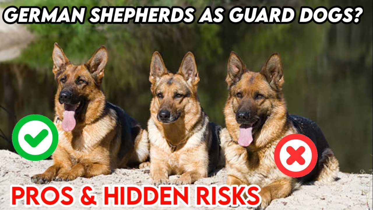 German Shepherd Guard Dog Training | Pros, Cons & Hidden Risks