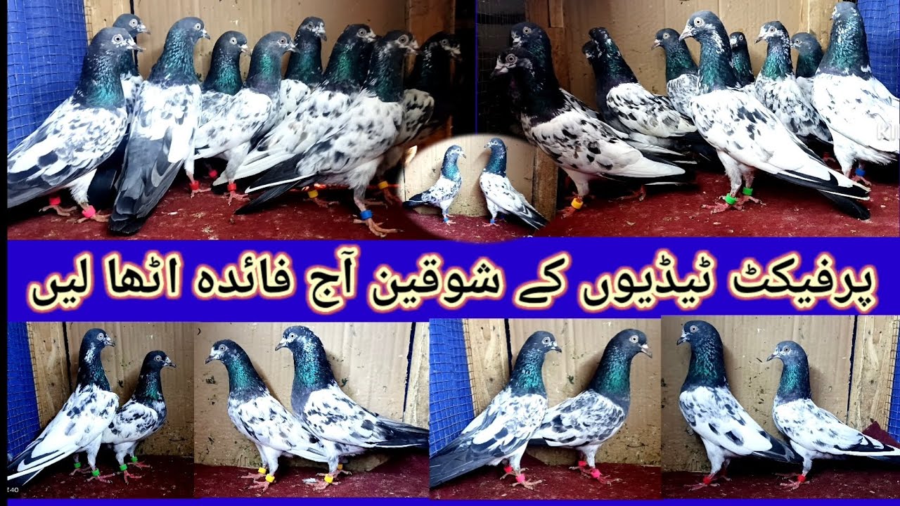 ٹیڈی بریڈ کے کبوتروں کے شوقین دوست کیلئے موج ھے 