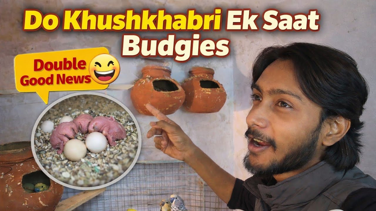Do Khushkhabri Ek Saat Budgies Ka Theera Baccha Bhar Aagya 🐣🥰