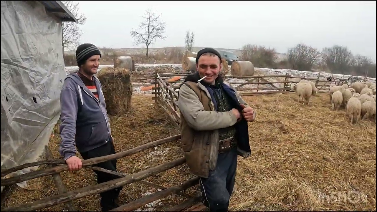 OILE FRUMOASE ȘI MIEII PE SAIVAN .AI LUI RELU DIN CORVINESTI.BISTRITA-NĂSĂUD
