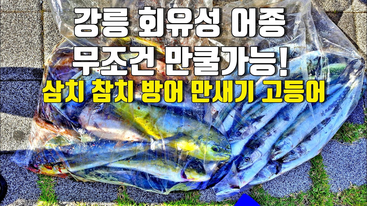 강릉은 지금 회유성 어종들이 그냥 넣으면 나옵니다!