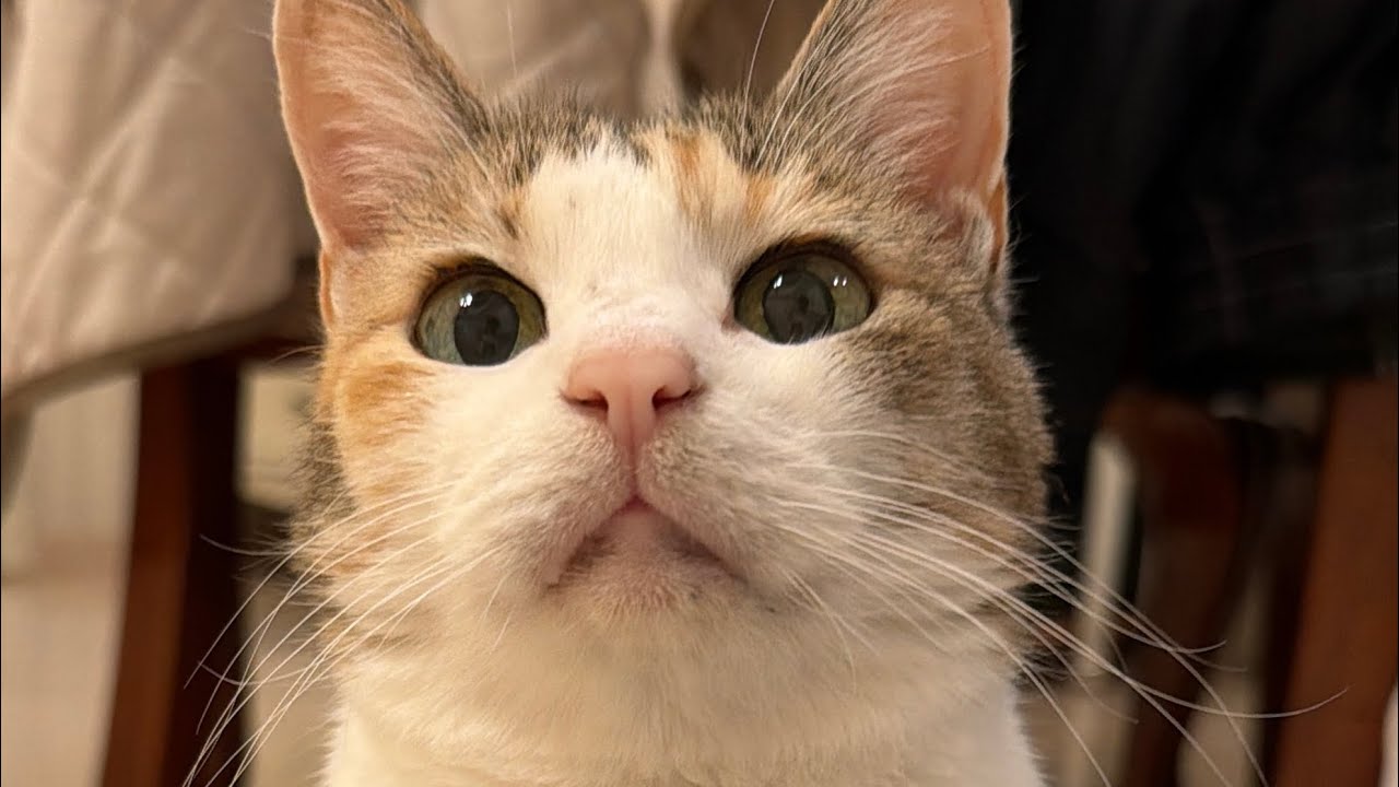 【里親になり2週間】高齢の先住猫とやんちゃ坊主の新入りの関係に変化?!