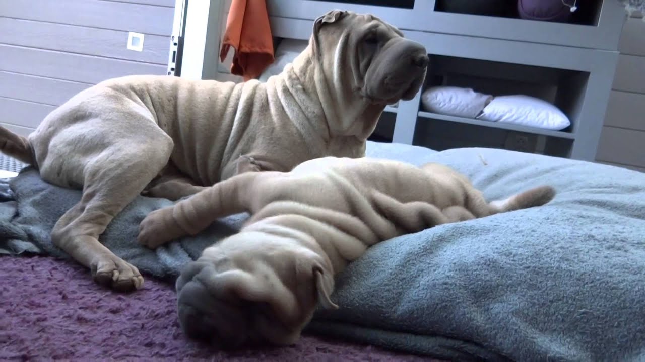 isabel sharpei puppy playing