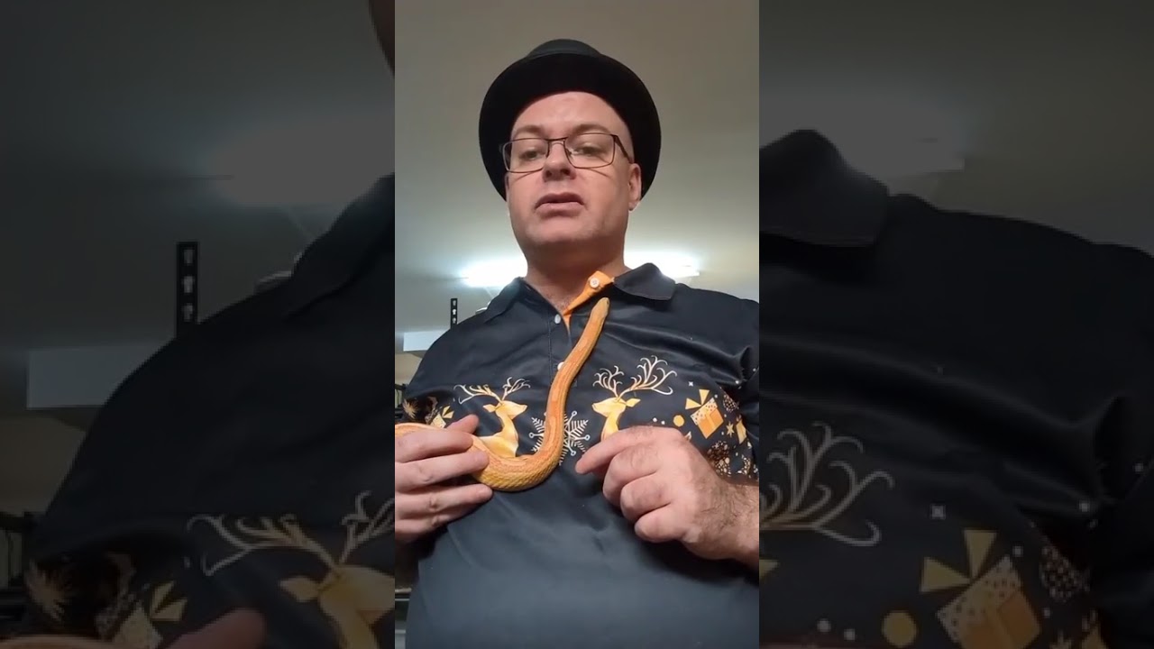 Live du vendredi 26 décembre 2025