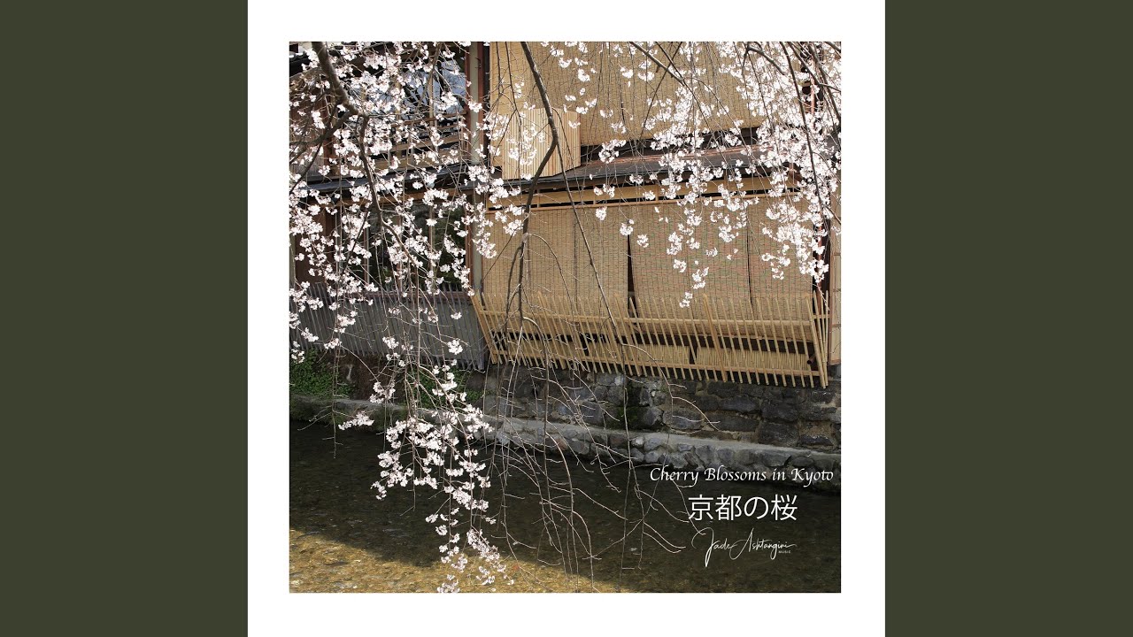 Cherry Blossoms in Kyoto