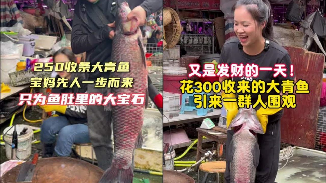 250元收条大青鱼，宝妈先人一步而来，只为鱼肚里的大宝石！｜又是发财的一天，花300元收来的大青鱼，引来一群人围观！