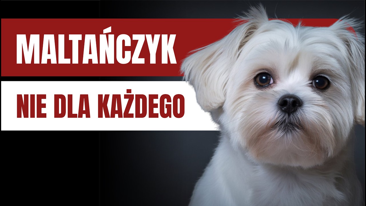 Pies Maltańczyk 🐶 Czy to rasa dla Ciebie? Wszystko, co musisz wiedzieć! | Poradnik @NaCzteryŁapy