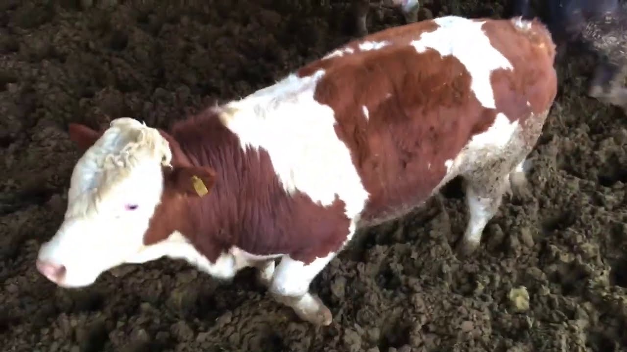 Deli danalar etrafımı sardı