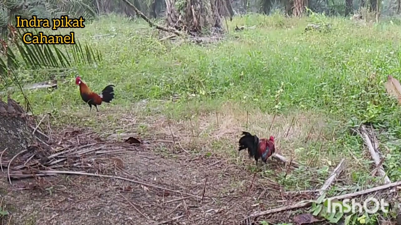 Pikat tembak vs ORI garang
