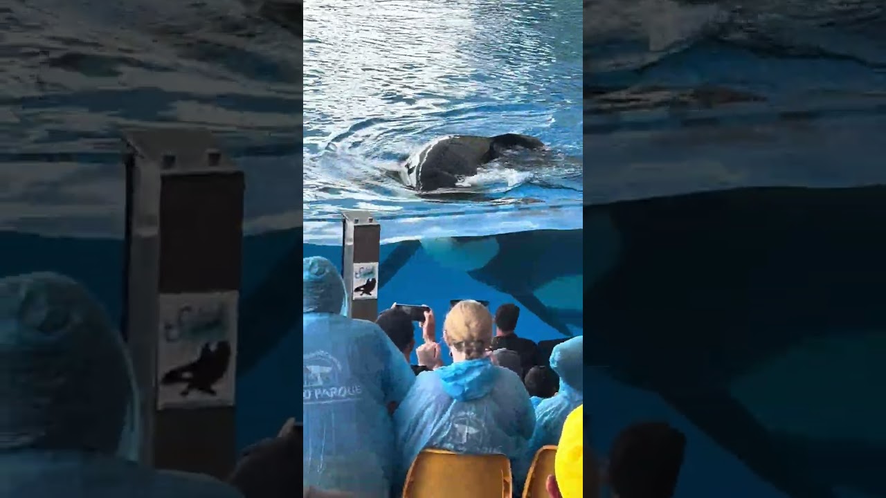 Killer whales full show