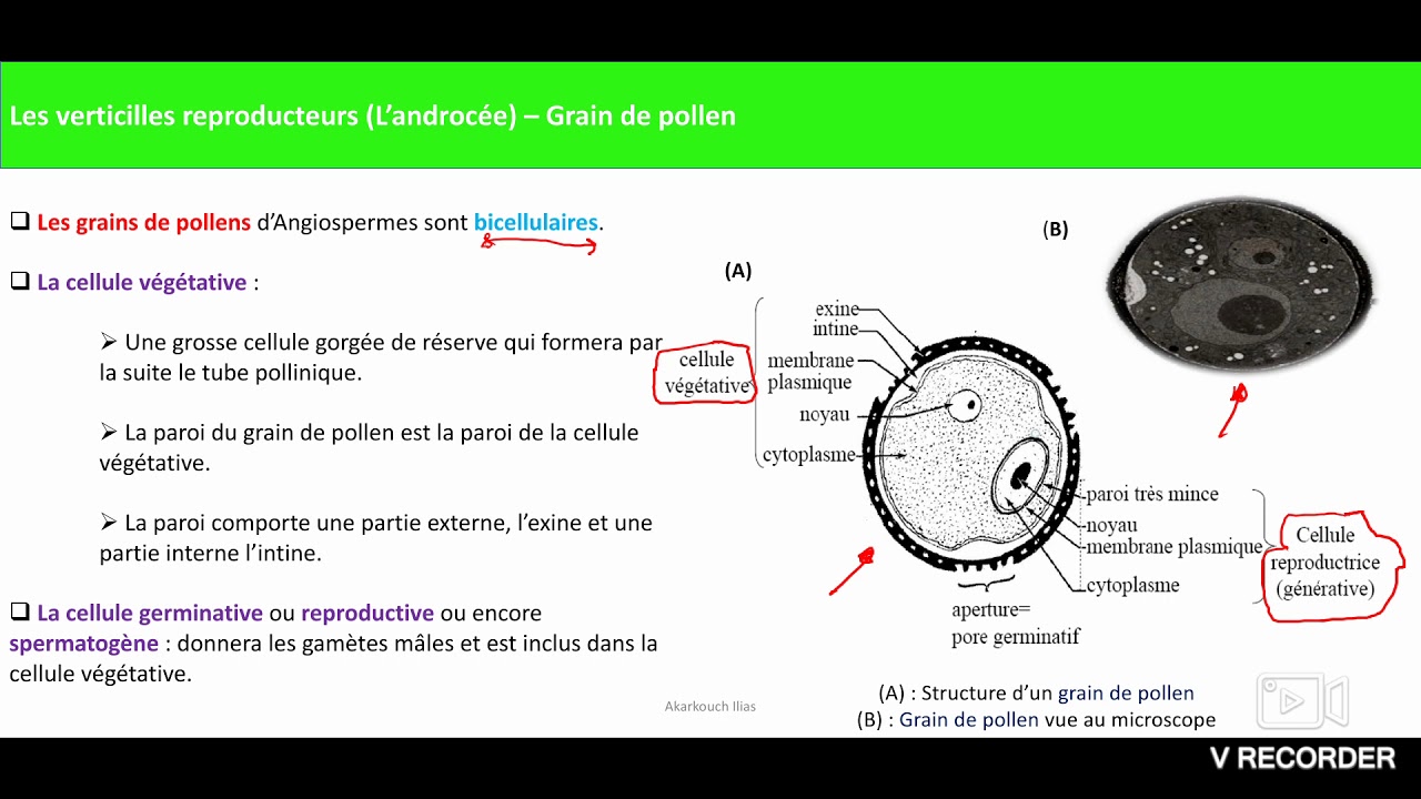 Floristique - Biologie végétale : Les Angiospermes - cour 5 : organe reproducteur màle