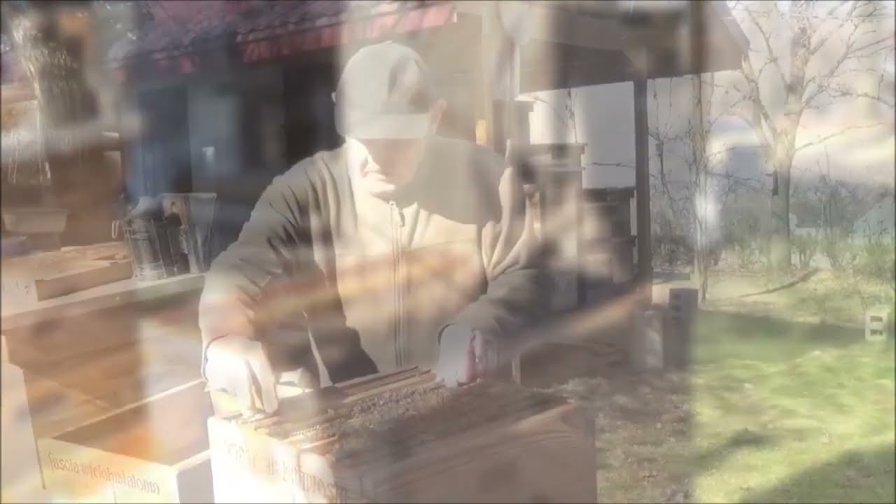 Uwalnianie matek z dwóch izolatorów w jednej rodzinie.  2026.