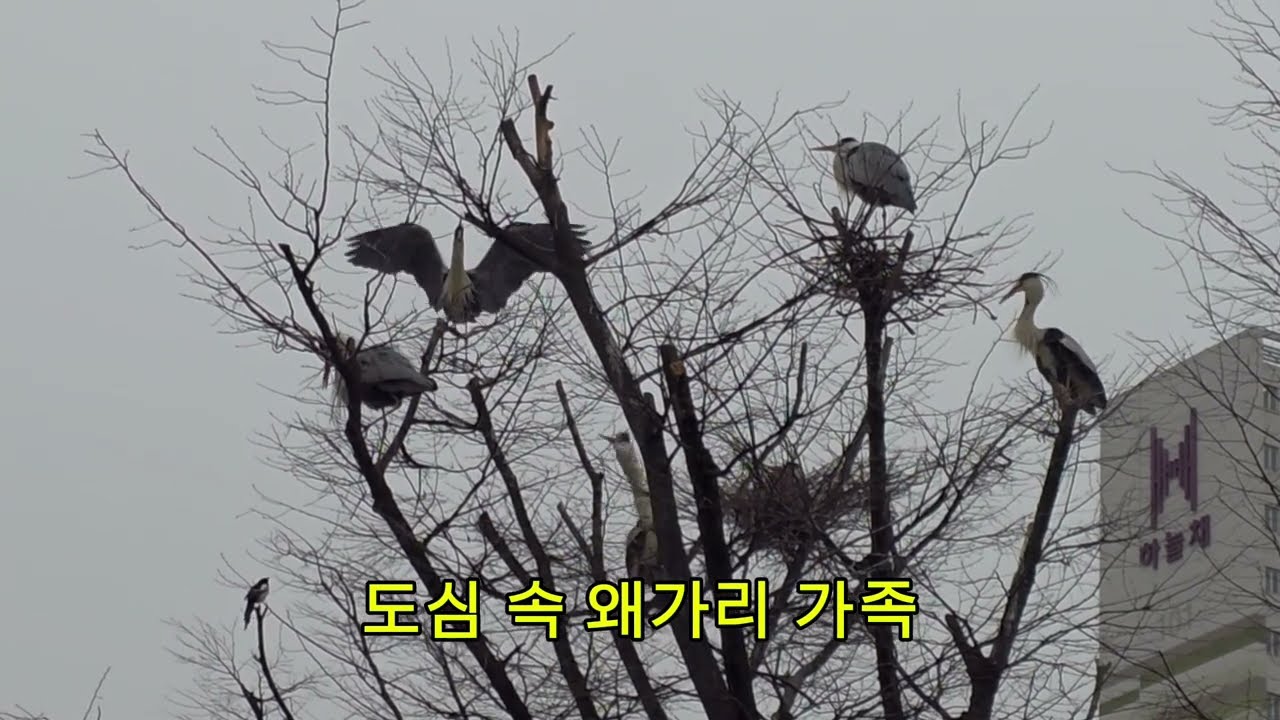아파트 숲에 왜가리 가족이?  도심 한복판에서 일어난 기적 같은 풍경