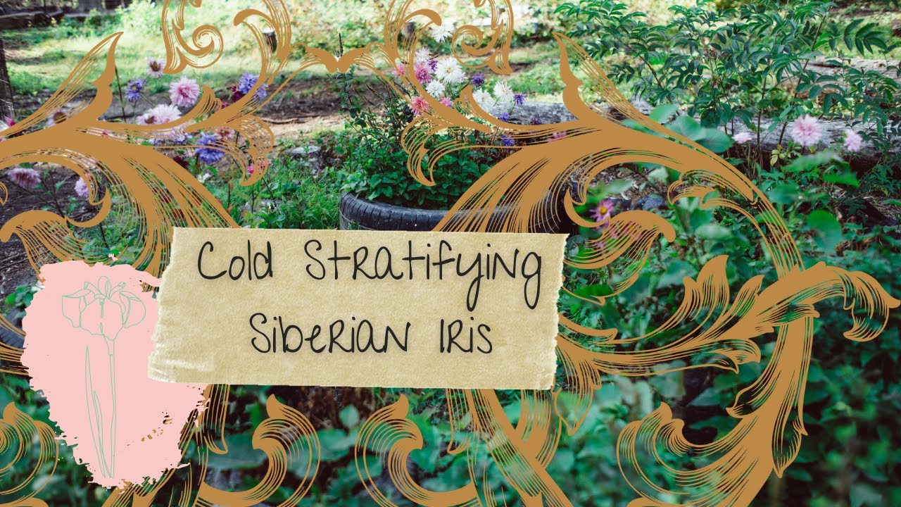 Cold Stratifying Siberian Iris Seeds