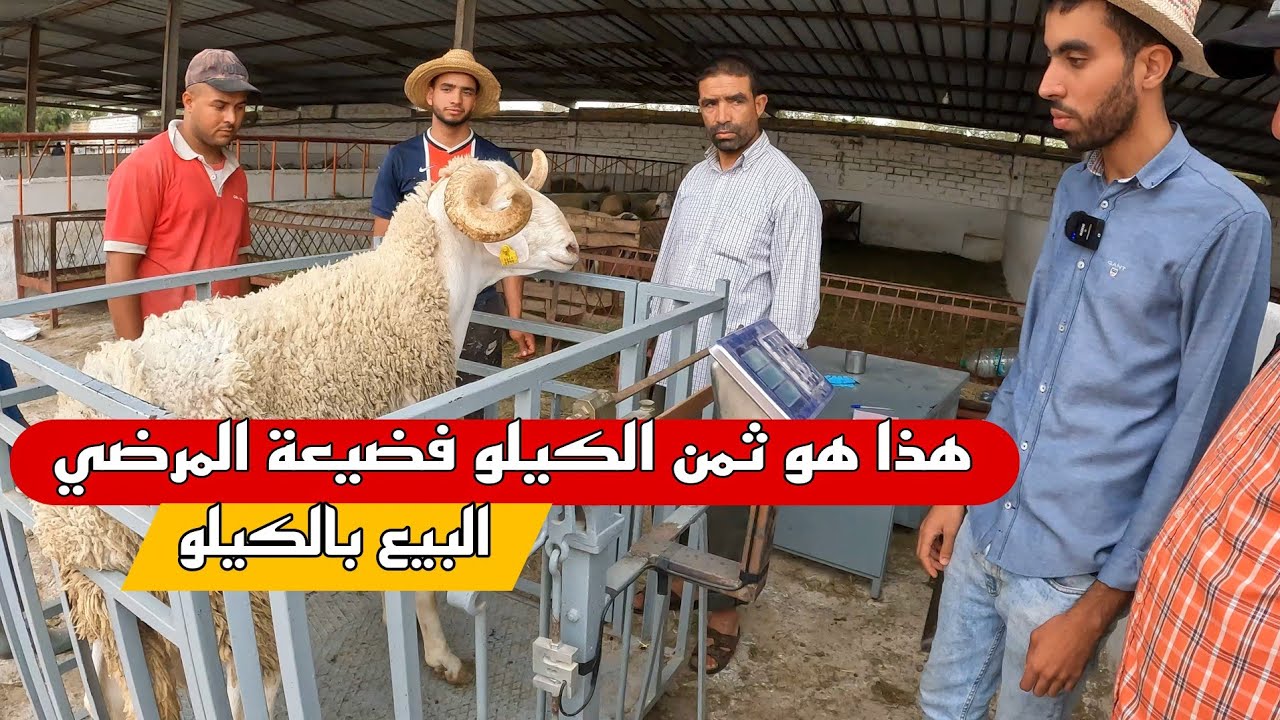 ضيعة المرضي تقدم لكم أجود الأكباش لأضحية العيد و البيع بالكيلو مع ثمن ذكر الثمن