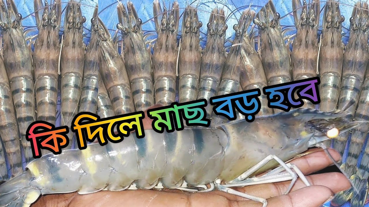 মাছ চাষীদের ২৪ ঘন্টা সহযোগিতা করবে @allkrishilive8572 বাগদা চিংড়ি তাড়াতাড়ি বড় হবার কারণ#viral