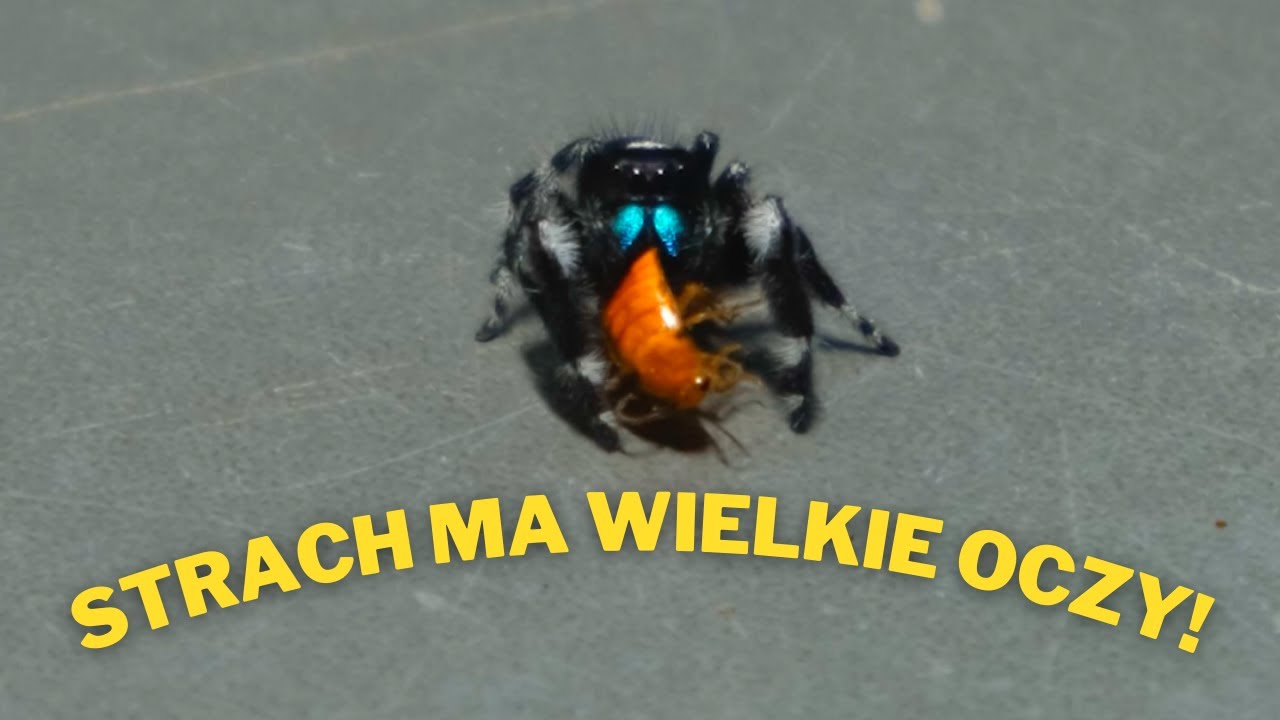 Największy SKAKUN URODZIŁ! |ARACHNOHOBBIA|