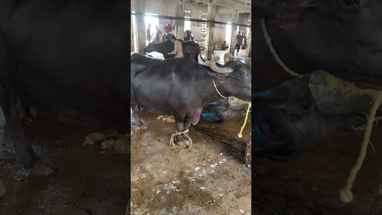 Kamela #animalsworld #cow #bull #cattle #buffalo #bakra #bakri #dumba #dumbi