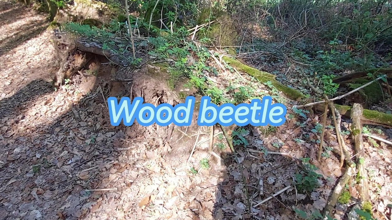 Wood beetle