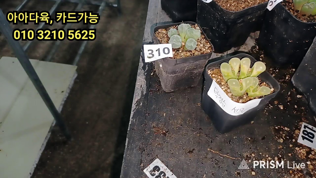 3 월15일 2부   도할랑.리갈.비로붐   등  리톱. 코뇨     ~굿모닝~~~~